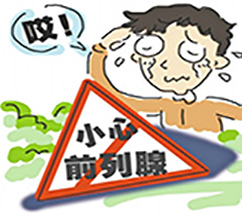 前列腺